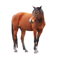 Adopt a horse