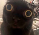 Noobsx