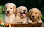 Unbeatable Dogs