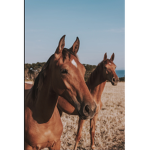Paradise Point Stables