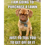 Dog memes club