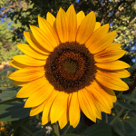 bright yellow sunflowers