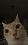 $kibidi