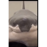 Shark community12