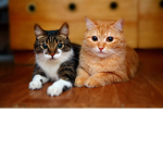 Kittwn club