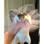 Rat Lives Matter 2