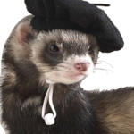 FERRETS YAY