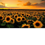 Sunflower saplings official group