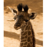 Giraffenbaby