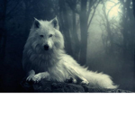 Kawaii wolf love