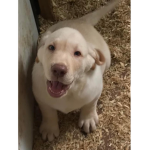 Doggo goes best/doggo fan club