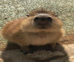 Capybaras studios