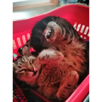 Bună!