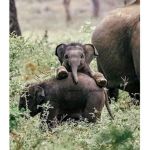 Elephant squad2020