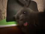MoodysPoopis