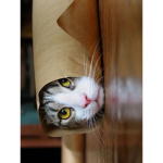 Kitty Powerr