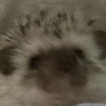 엊절팁이_