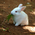 Bun bun bunny squad!!