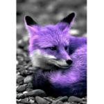 Rainbow Foxes