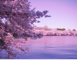 *+Board Walk+*