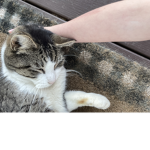Cat group 1238