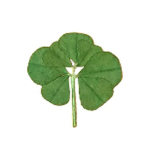 Seven Leaf Clover