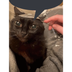 spooncat