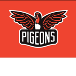 Pigeons_studio
