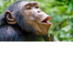 Happy chimpanzees