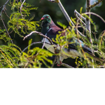 NZ wood pigeons