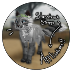 staff applications - starstruck strays