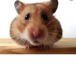 Hamsters group ontop