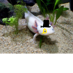 Axolotls vibing
