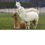 AlpacaTeam - Official