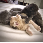 Get a free kitten!