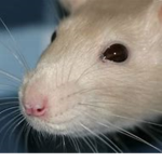 big fat rat group