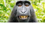 Monos Forever!