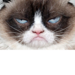 #angrycat