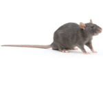 Cheese Rat Clan