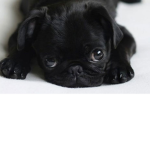 pugs and MY OWNER