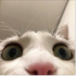 hâunt