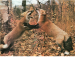 The Tribe of The Fighting Foxes