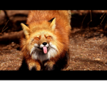 The funny foxes