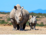 Rhinoceros Games