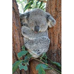 Tropical island with koalas