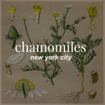 chamomiles