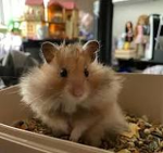The Hamster Army!!