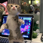 join cat gang