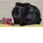 Guinea pig love.