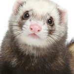 FerretsForever